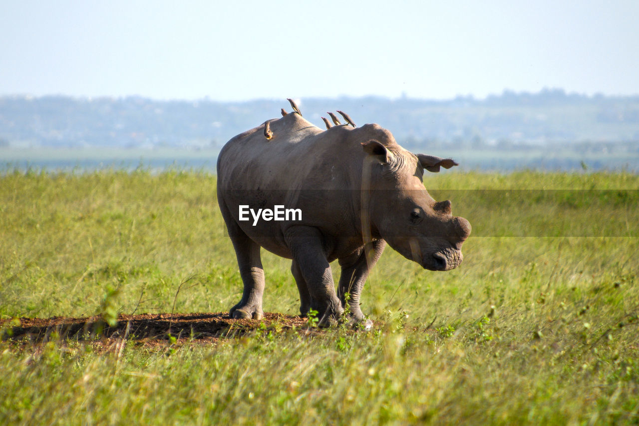 HORSE IN A FIELD