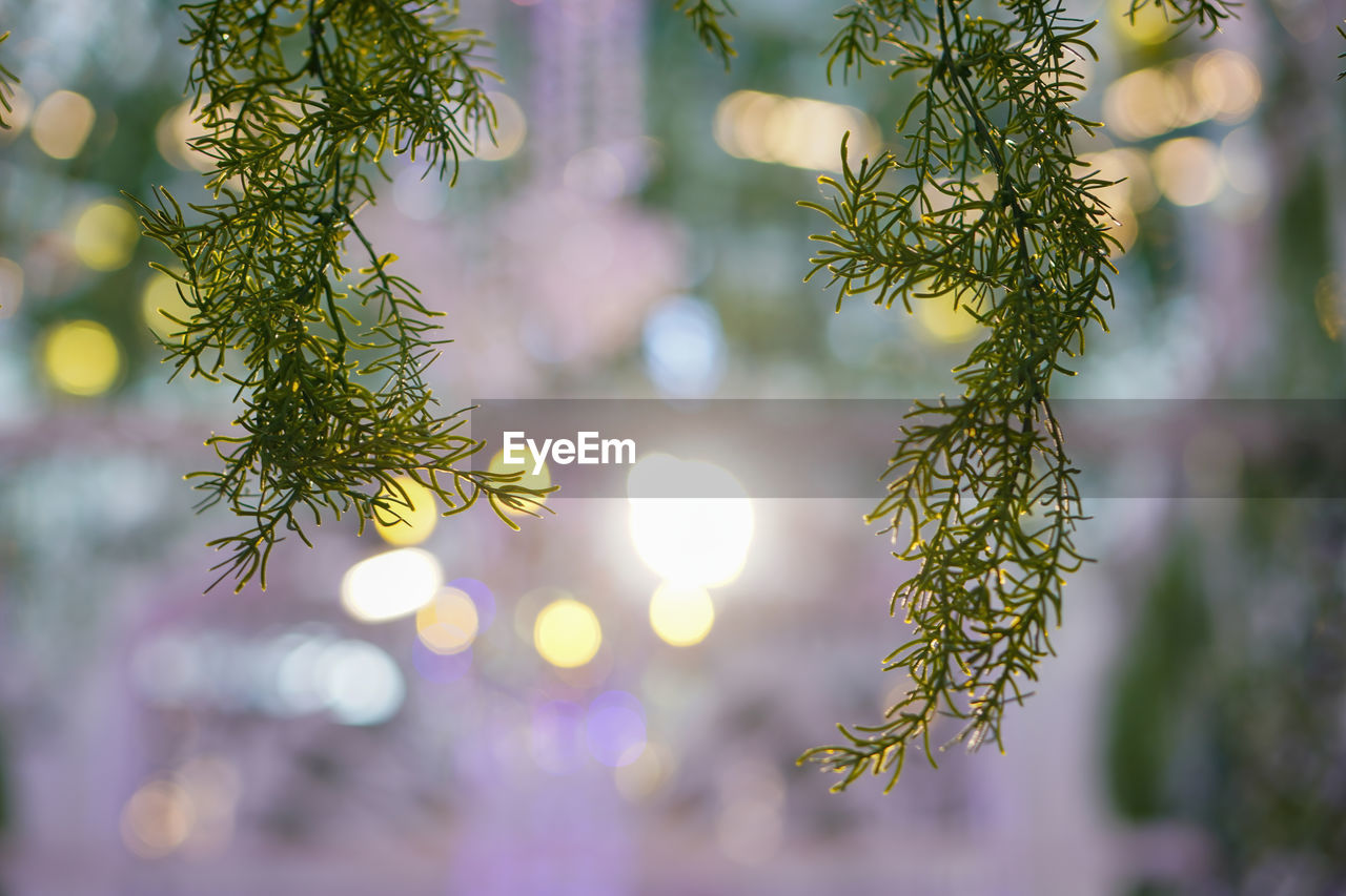 tree, plant, branch, nature, flower, defocused, no people, decoration, christmas, coniferous tree, holiday, celebration, pinaceae, green, selective focus, outdoors, christmas tree, beauty in nature, close-up, focus on foreground, leaf, pine tree, sunlight, illuminated, growth, macro photography, tradition, tranquility, twig, light - natural phenomenon, christmas decoration, backgrounds, plant part, environment, hanging, winter, food and drink, fir tree