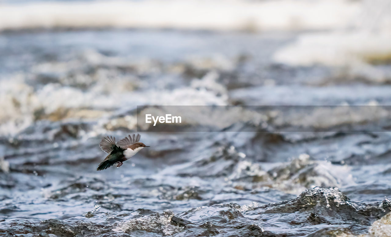 Bird flying over sea