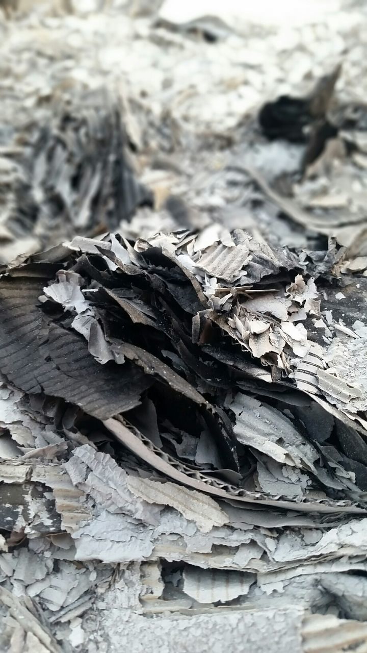 CLOSE-UP OF LEAVES AGAINST THE BACKGROUND