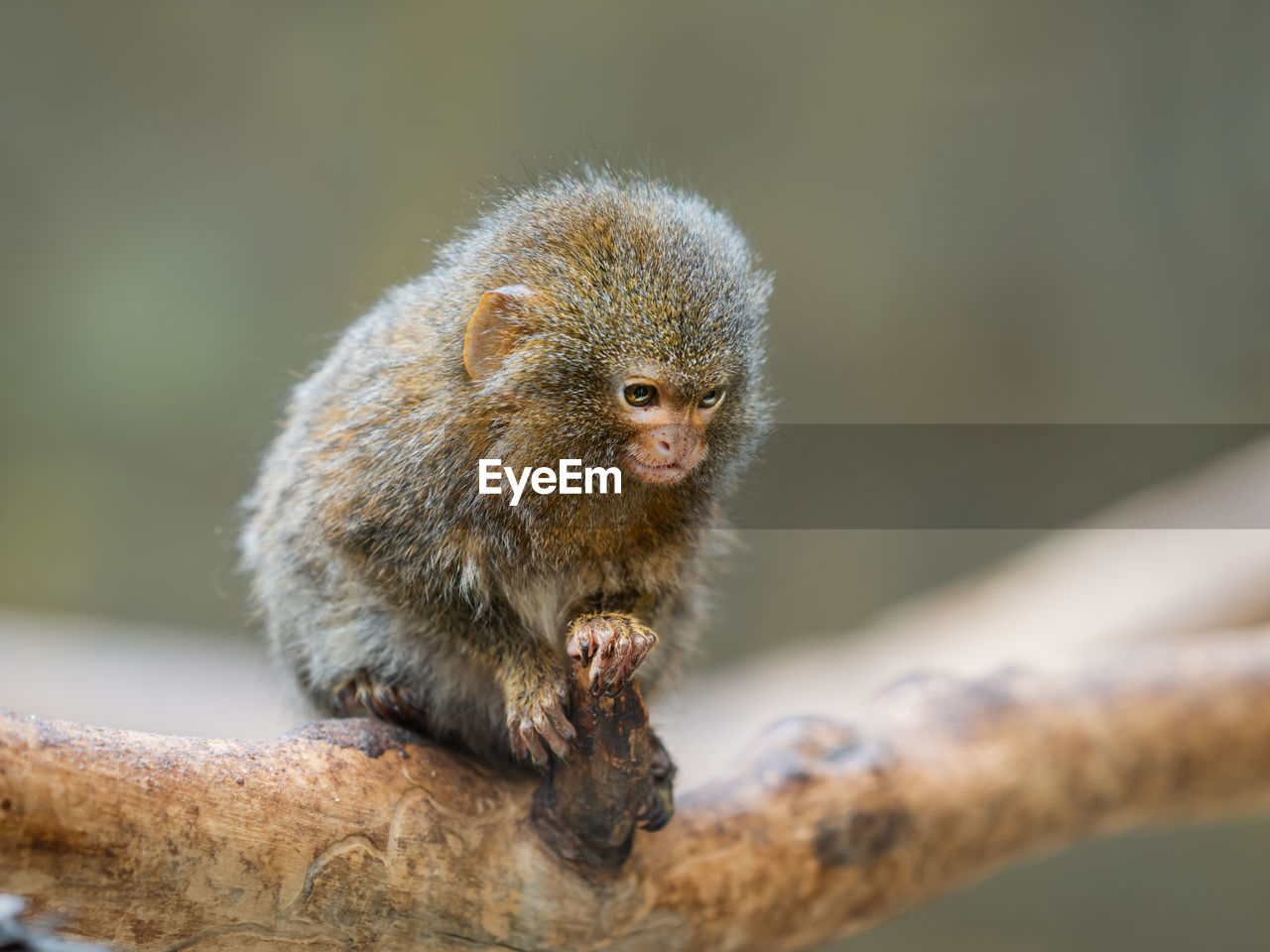animal themes, animal, animal wildlife, mammal, one animal, wildlife, monkey, marmoset, new world monkey, primate, close-up, macaque, tree, no people, sitting, nature, branch, outdoors, cute, day, portrait, focus on foreground