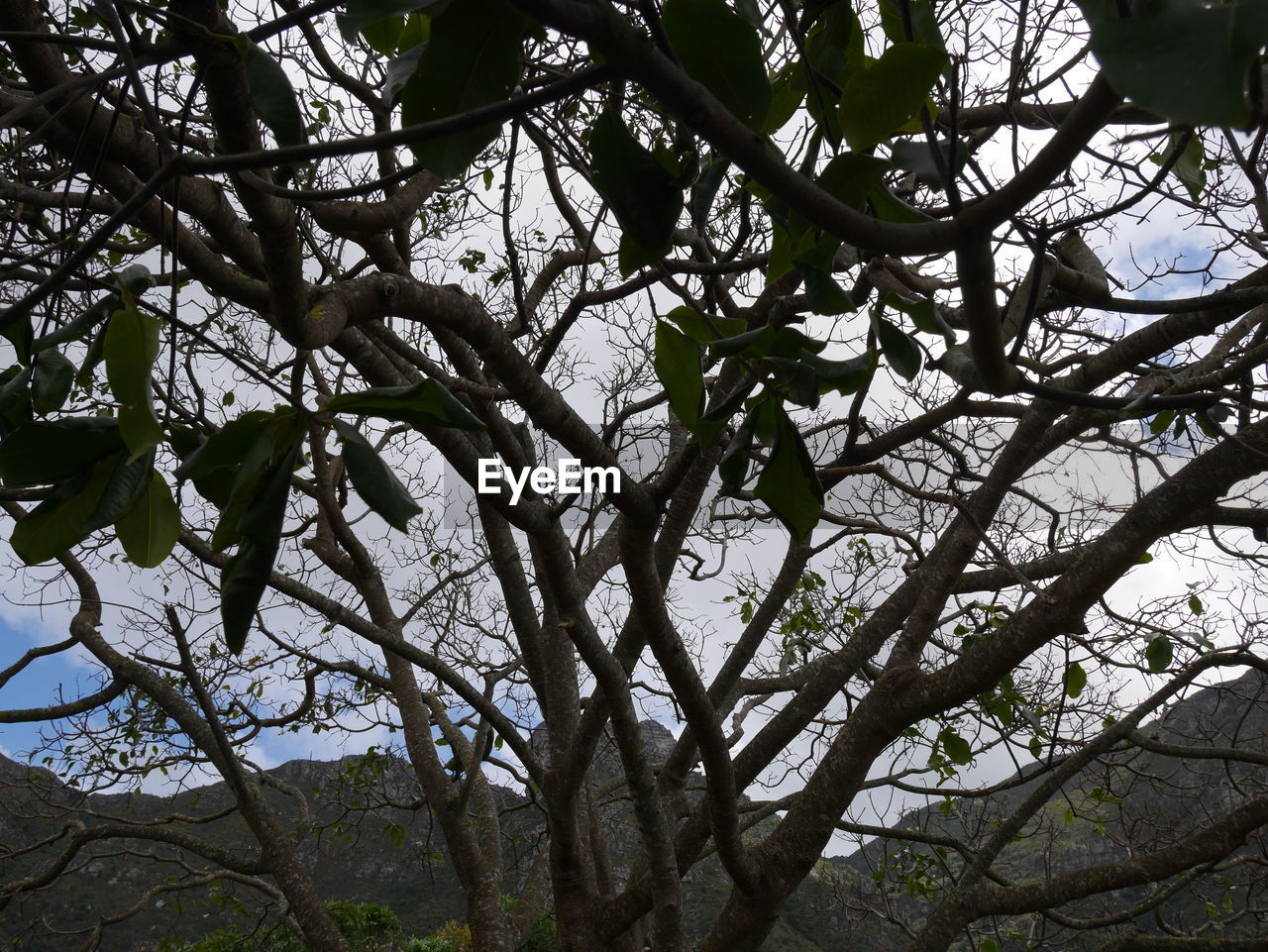 LOW ANGLE VIEW OF FLOWER TREE