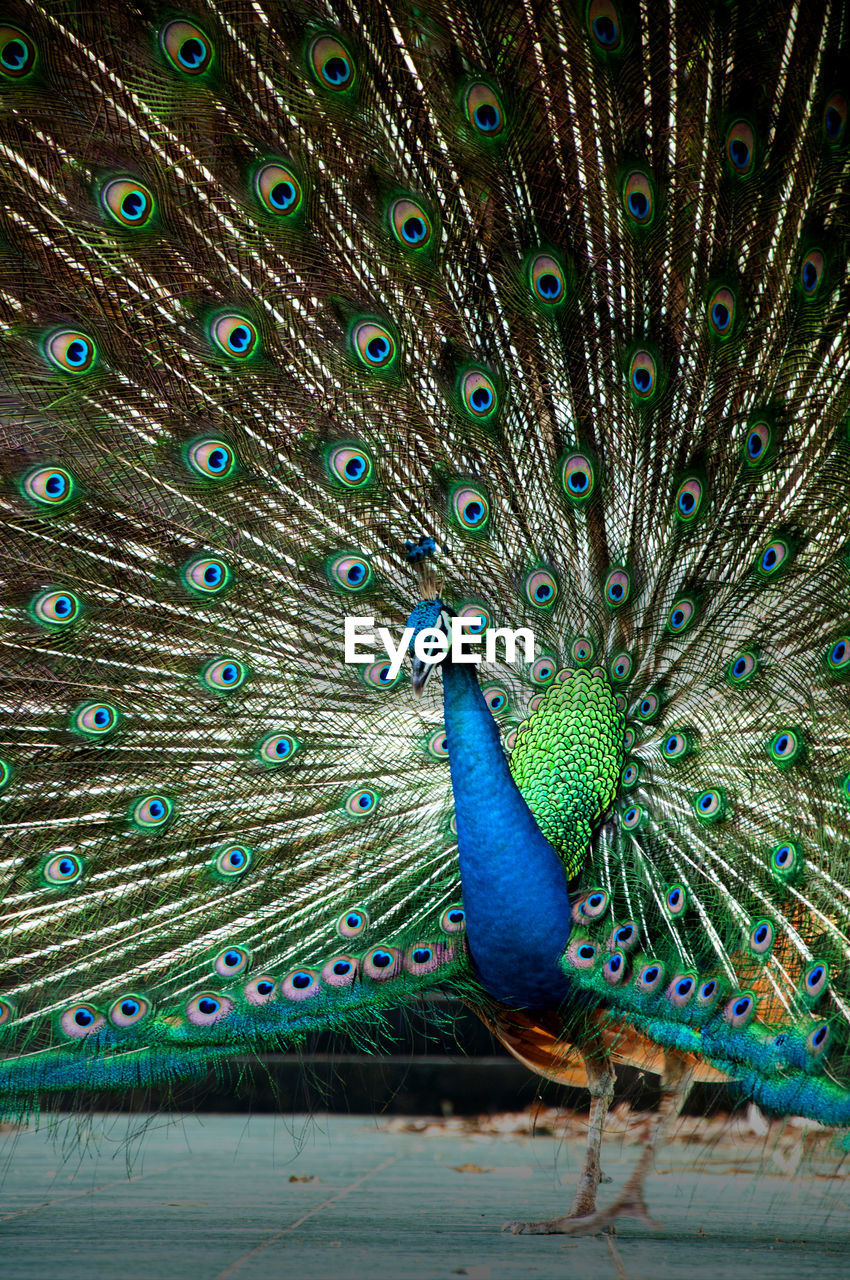 CLOSE-UP OF PEACOCK WITH BLUE EYES