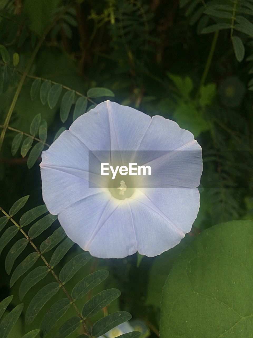 Close-up of white flower in garden