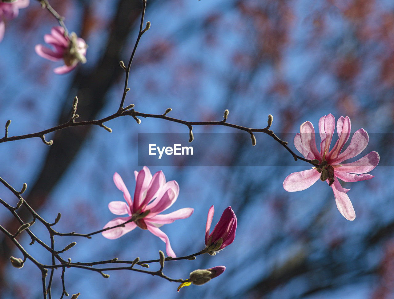 plant, flower, flowering plant, beauty in nature, blossom, branch, pink, freshness, spring, tree, nature, springtime, fragility, growth, leaf, cherry blossom, focus on foreground, no people, close-up, petal, twig, outdoors, macro photography, sky, botany, inflorescence, tranquility, flower head, selective focus, autumn, plant part, day