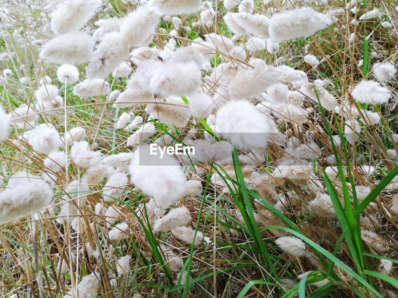 WHITE DUCKS ON GRASS