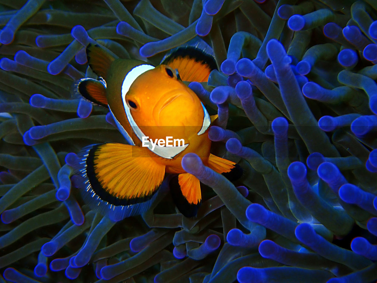 CLOSE-UP OF FISH SWIMMING UNDERWATER