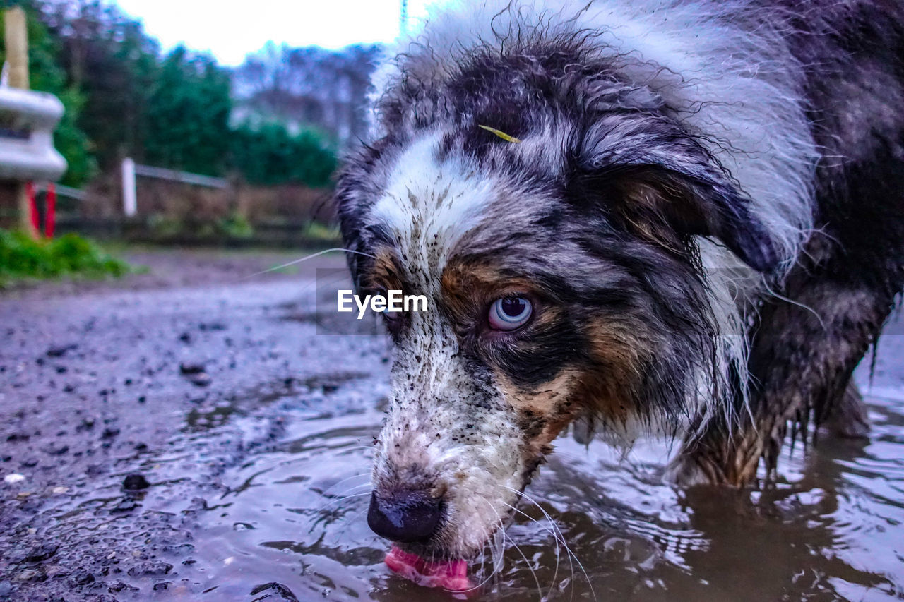 Close-up of dog drinking