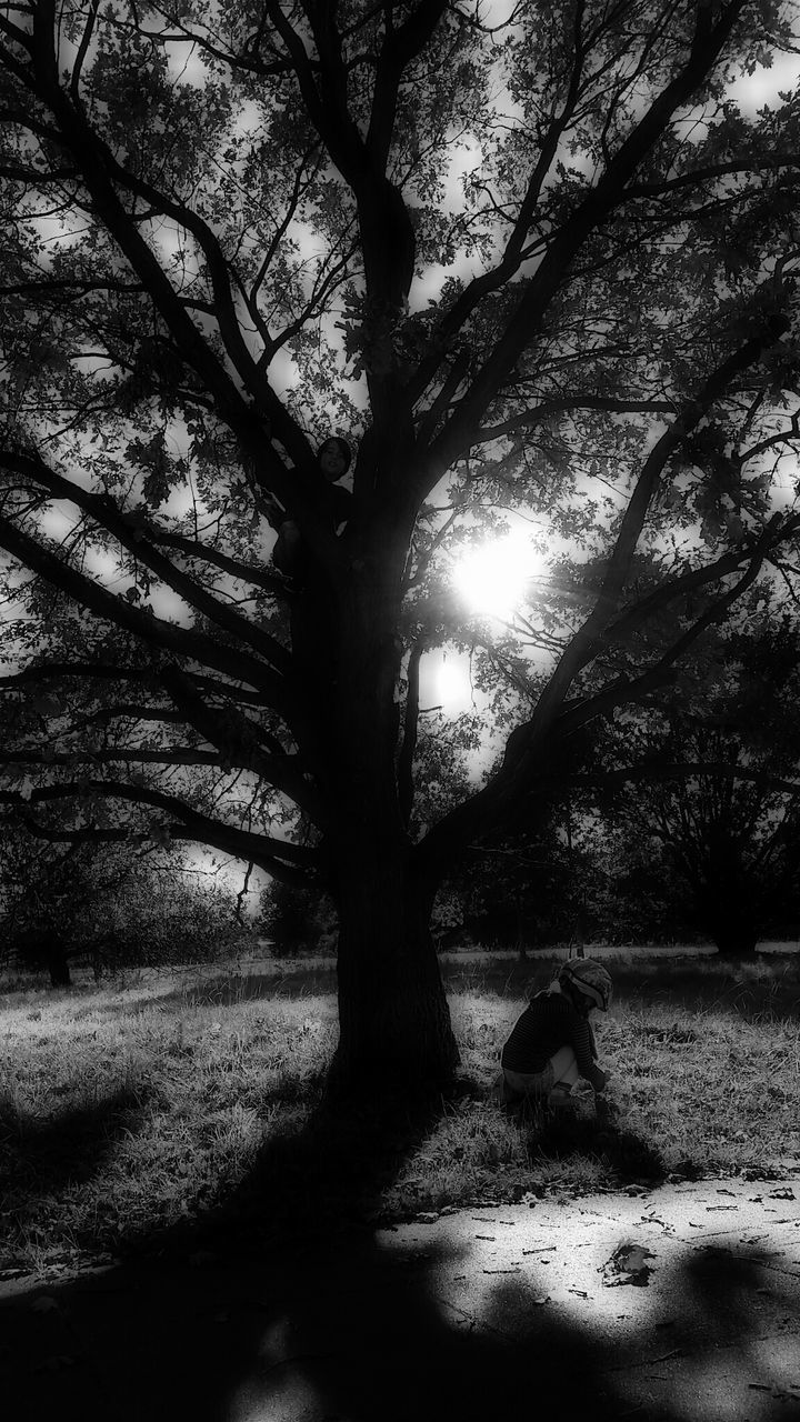 TREES ON LANDSCAPE