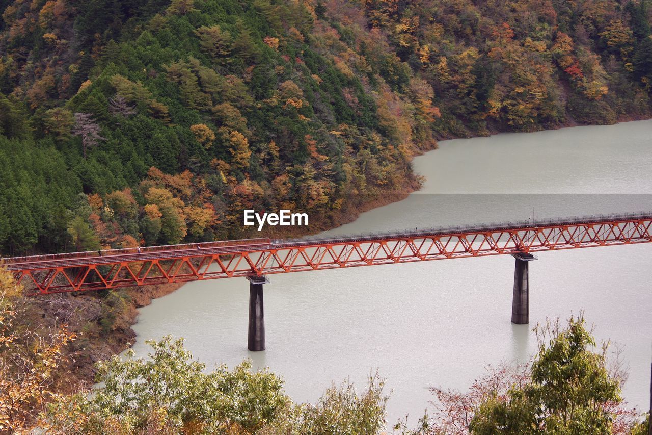 Bridge by trees in forest during autumn