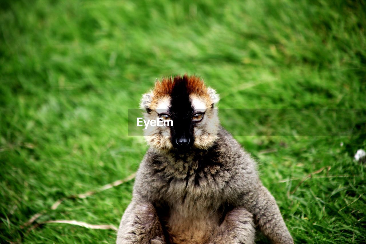 Those eyes. amazing head shot of this red fronted lemur