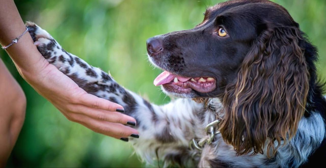 CLOSE-UP OF PERSON HAND HOLDING DOG