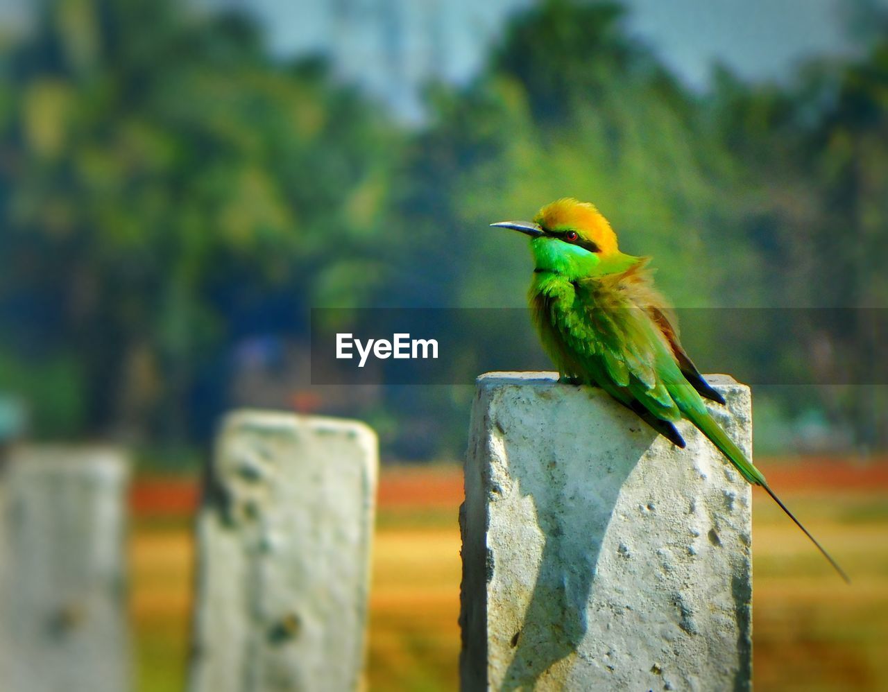 CLOSE-UP OF PARROT PERCHING ON WOODEN POST