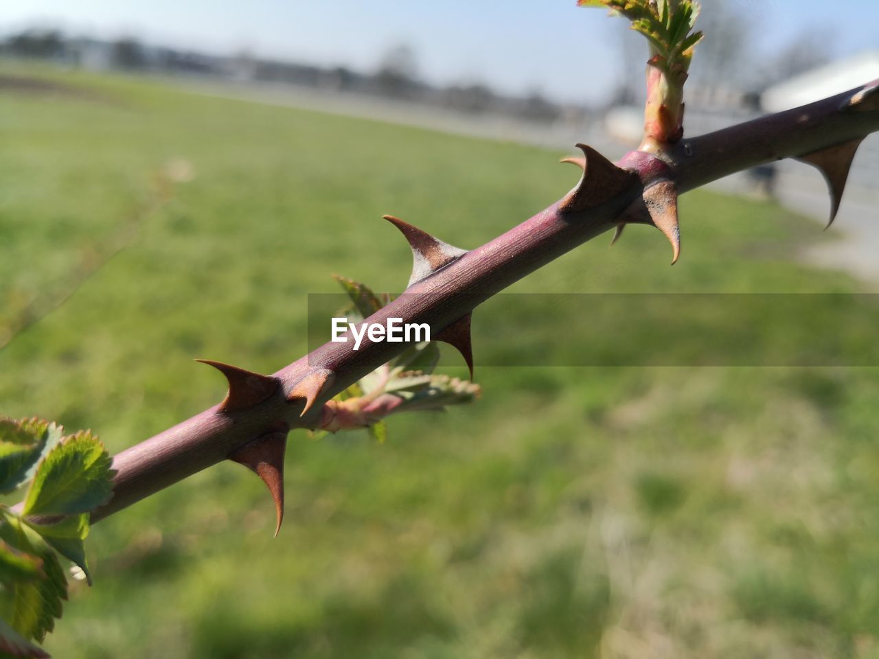 CLOSE-UP OF GRASSHOPPER ON A FIELD