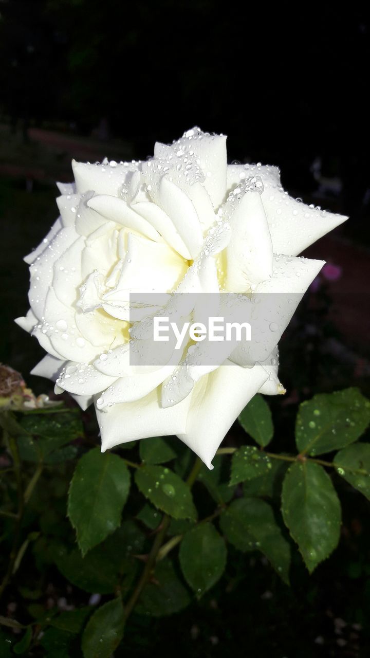 CLOSE-UP OF WHITE FLOWERS BLOOMING OUTDOORS