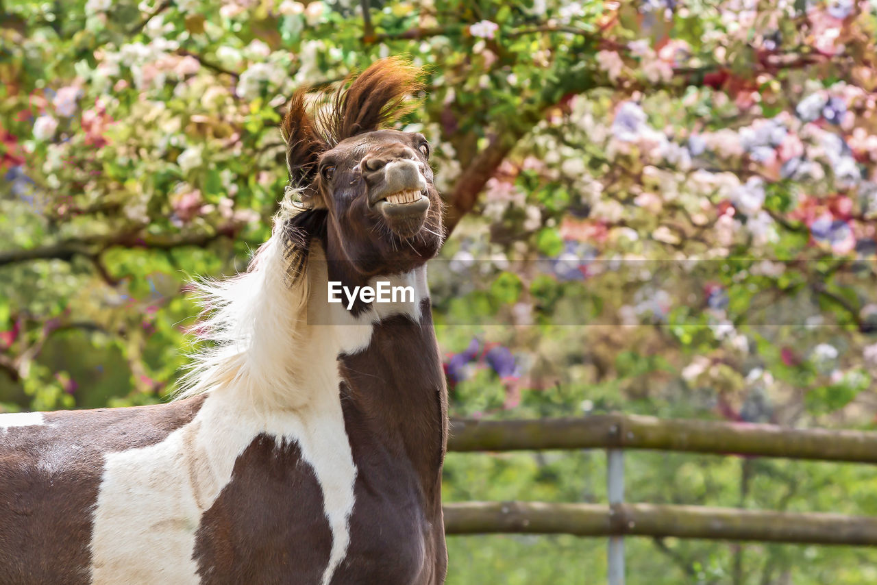 Happy horse under the tree