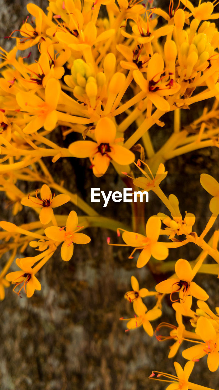 CLOSE-UP OF YELLOW FLOWERS AGAINST BLURRED BACKGROUND