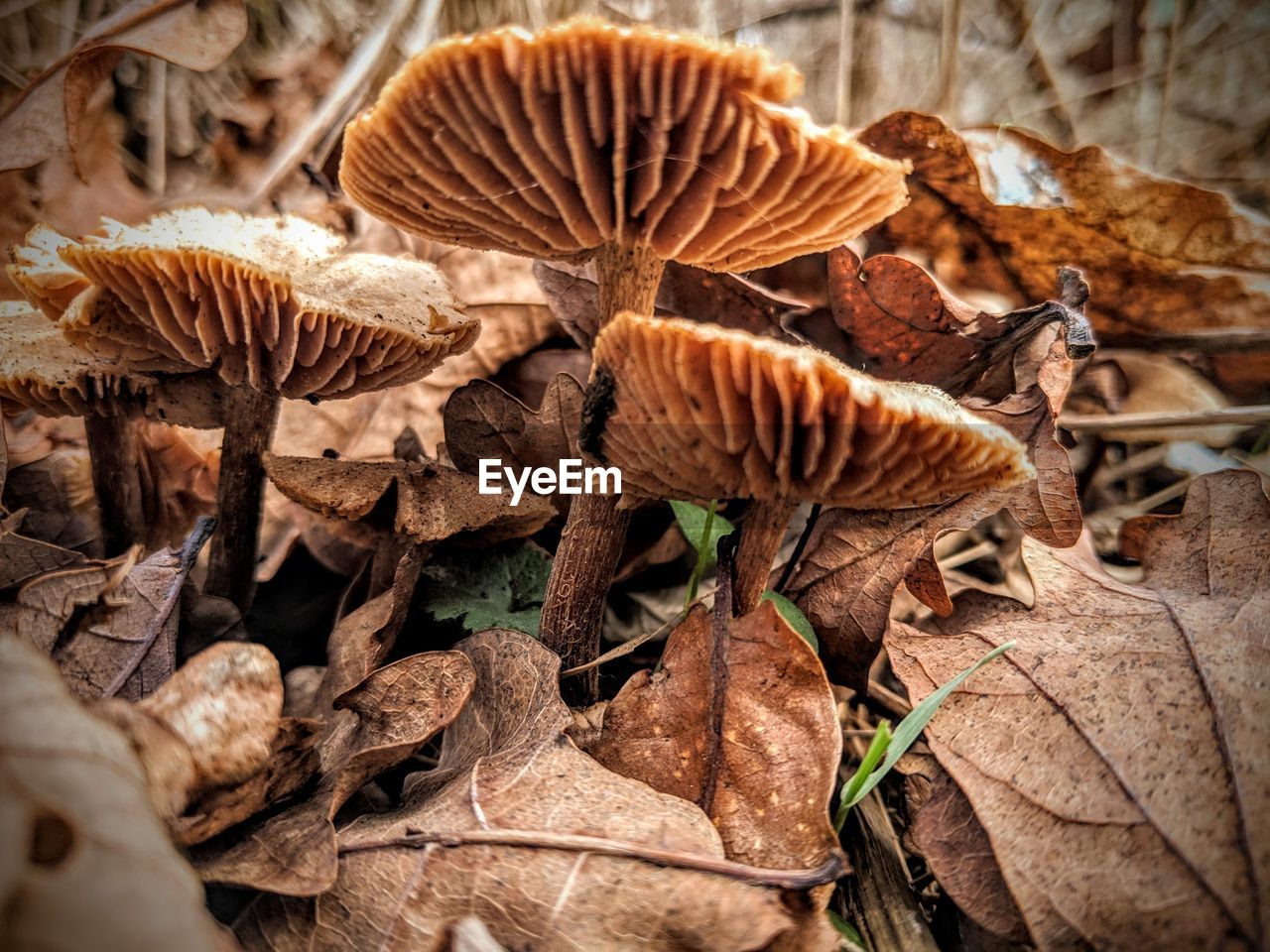 Close-up of mushroom growing on field