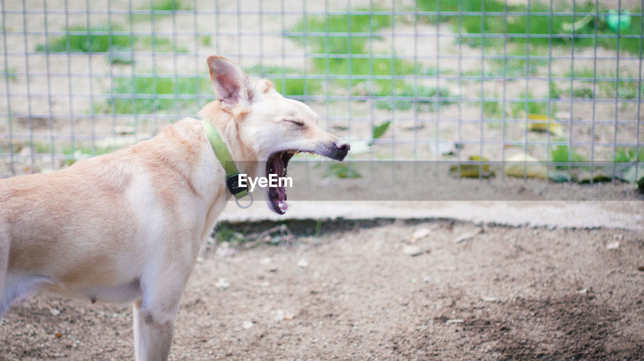 Dog yawning on ground