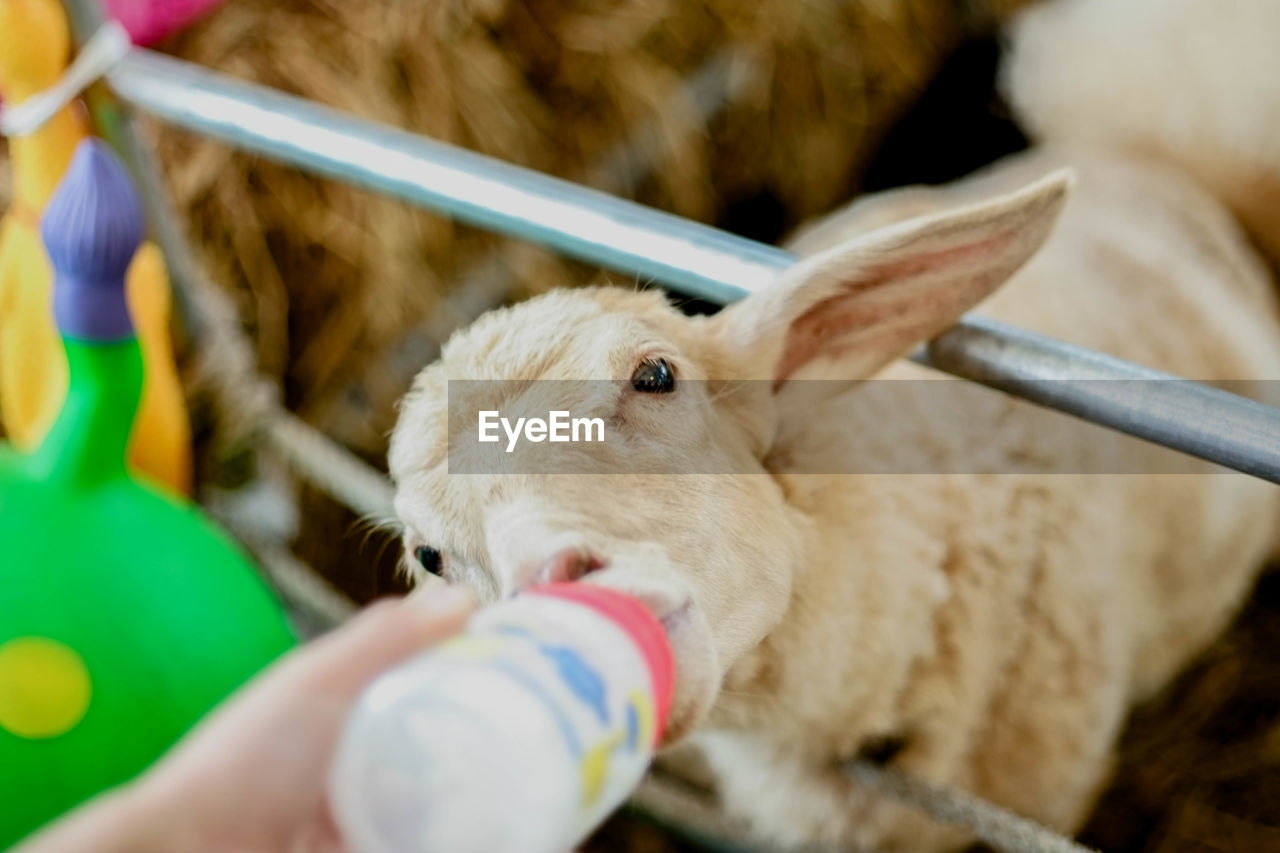 CLOSE-UP OF HAND HOLDING RABBIT BY FABRIC