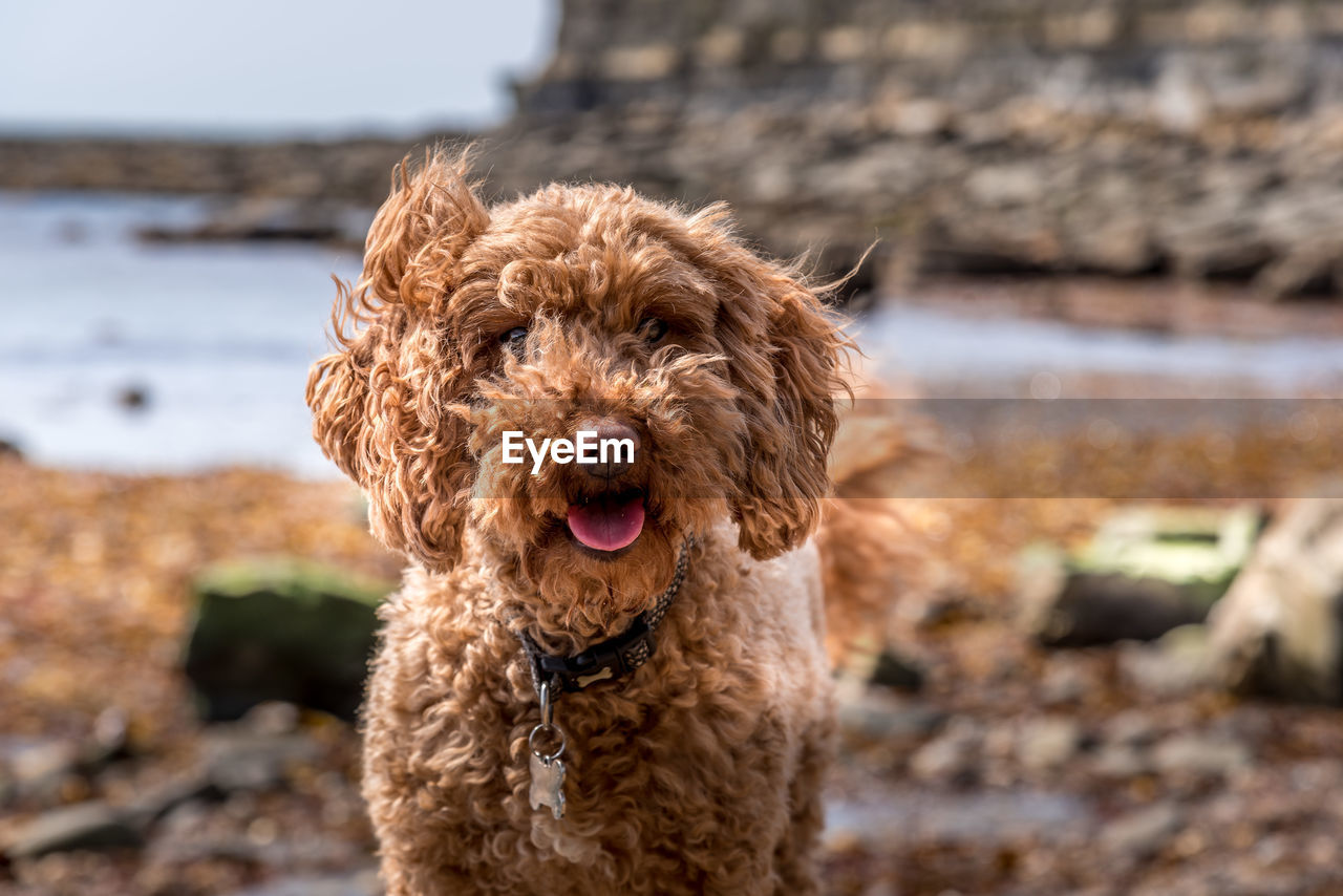 Portrait of dog at beach