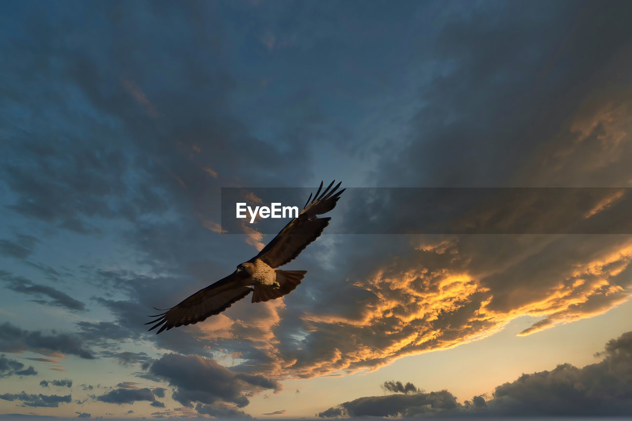 LOW ANGLE VIEW OF BIRDS FLYING AGAINST SKY