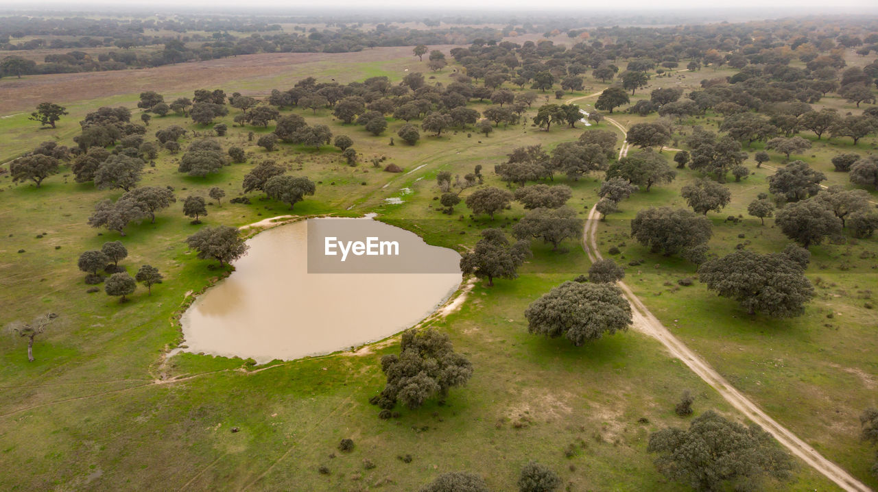 HIGH ANGLE VIEW OF TREES ON LANDSCAPE