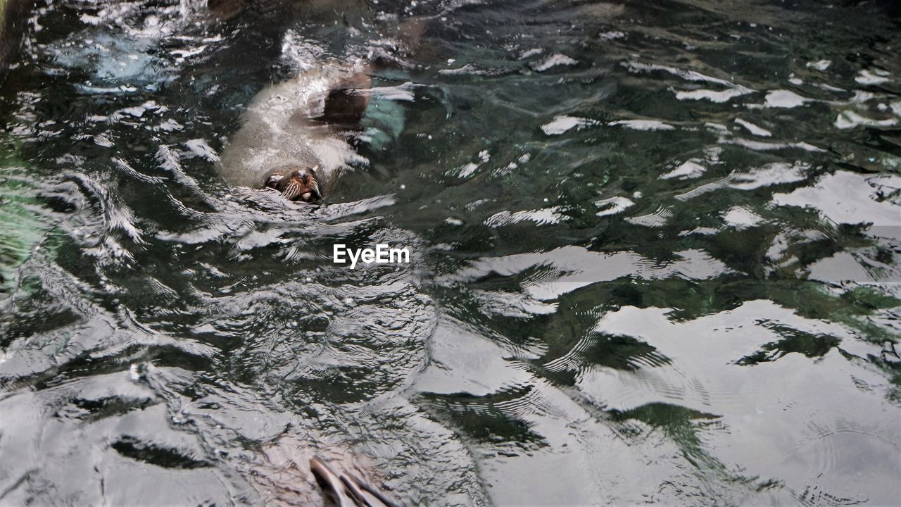 High angle view of seal in river during winter