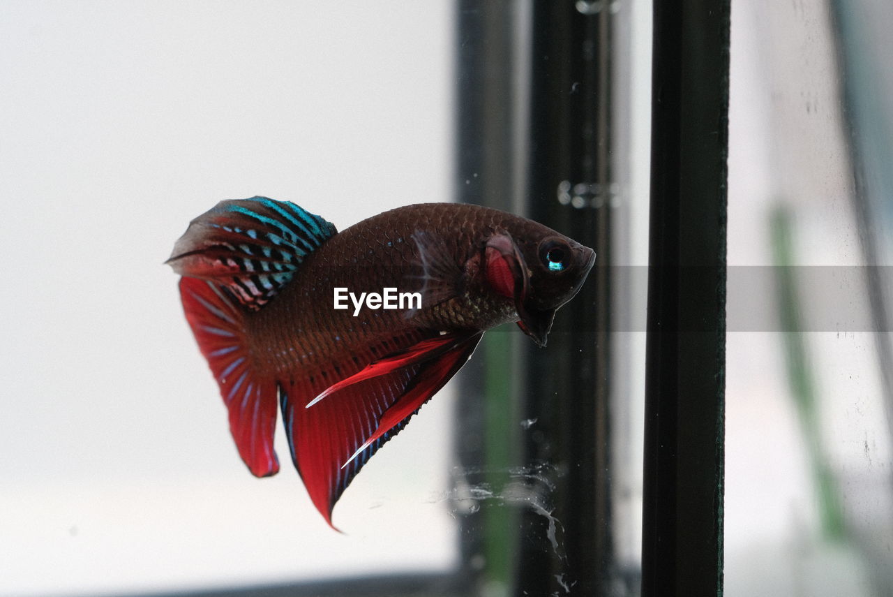CLOSE-UP OF FISH IN WINDOW