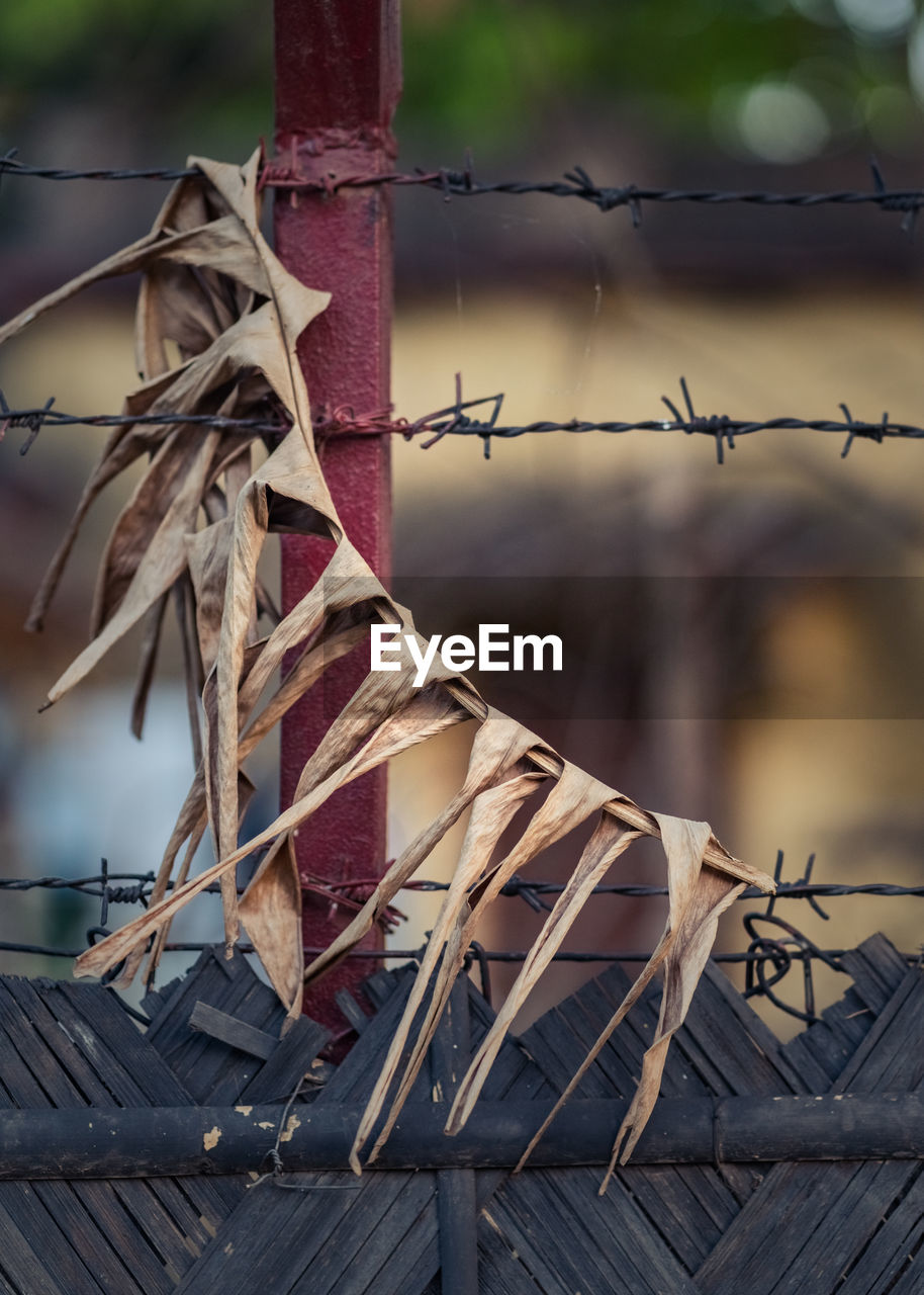 CLOSE-UP OF RUSTY TIED UP ON FENCE