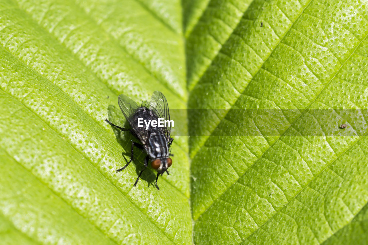 Close-up of housefly on leaf