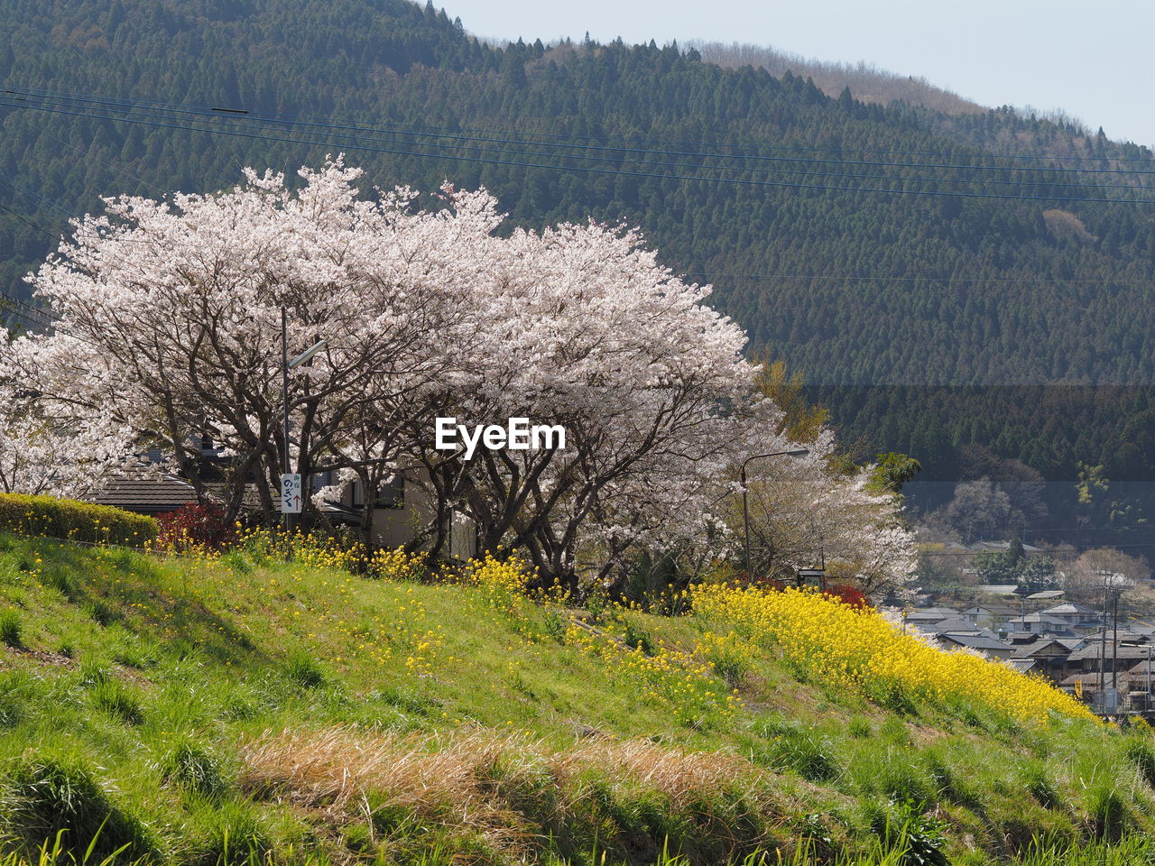 VIEW OF CHERRY BLOSSOM FROM TREE