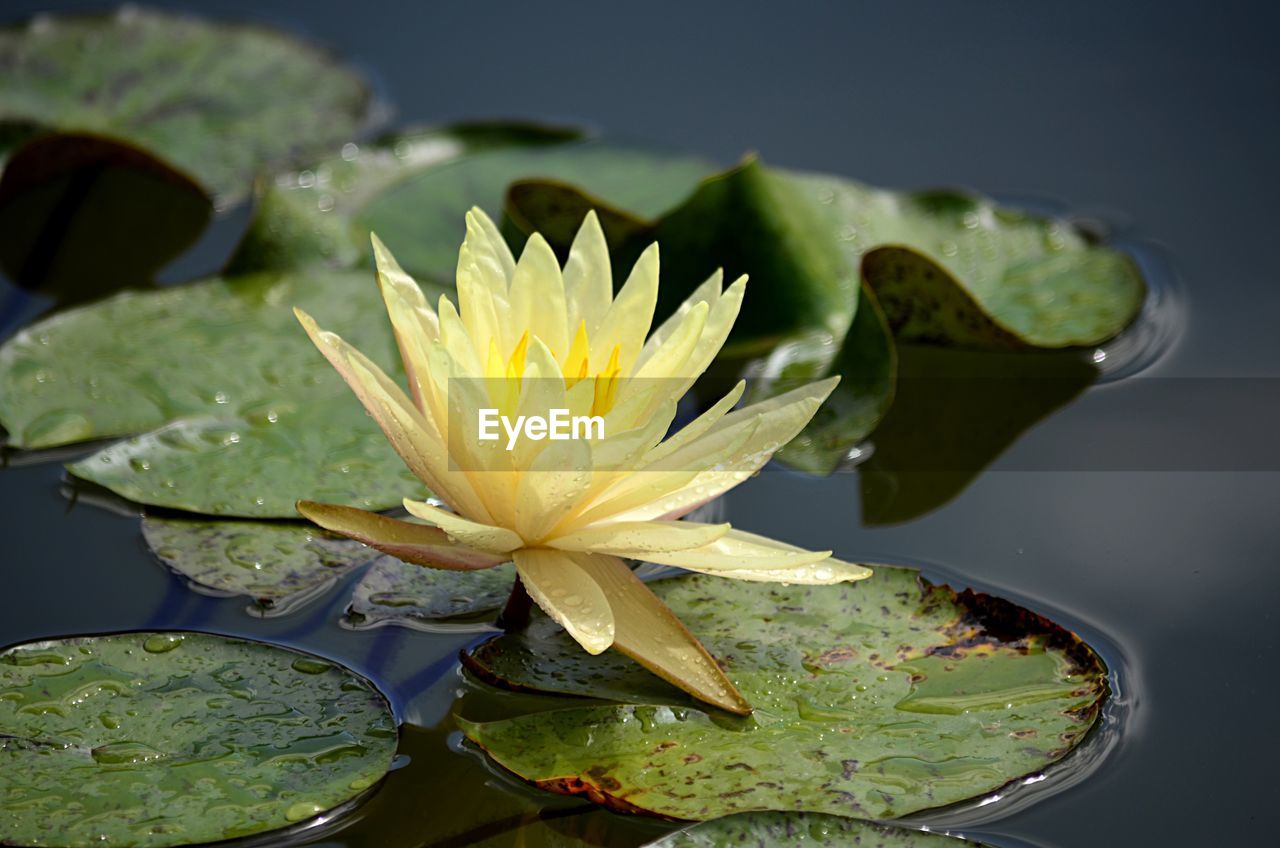 CLOSE-UP OF LOTUS WATER LILY IN LAKE