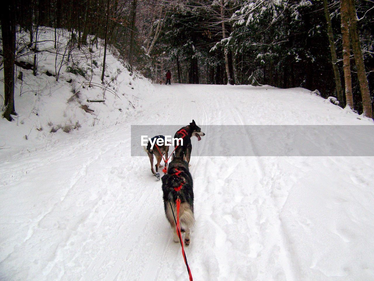 DOG RUNNING ON SNOW