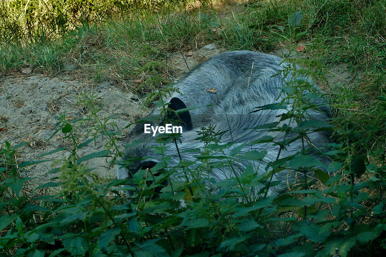 HIGH ANGLE VIEW OF CAT ON GROUND