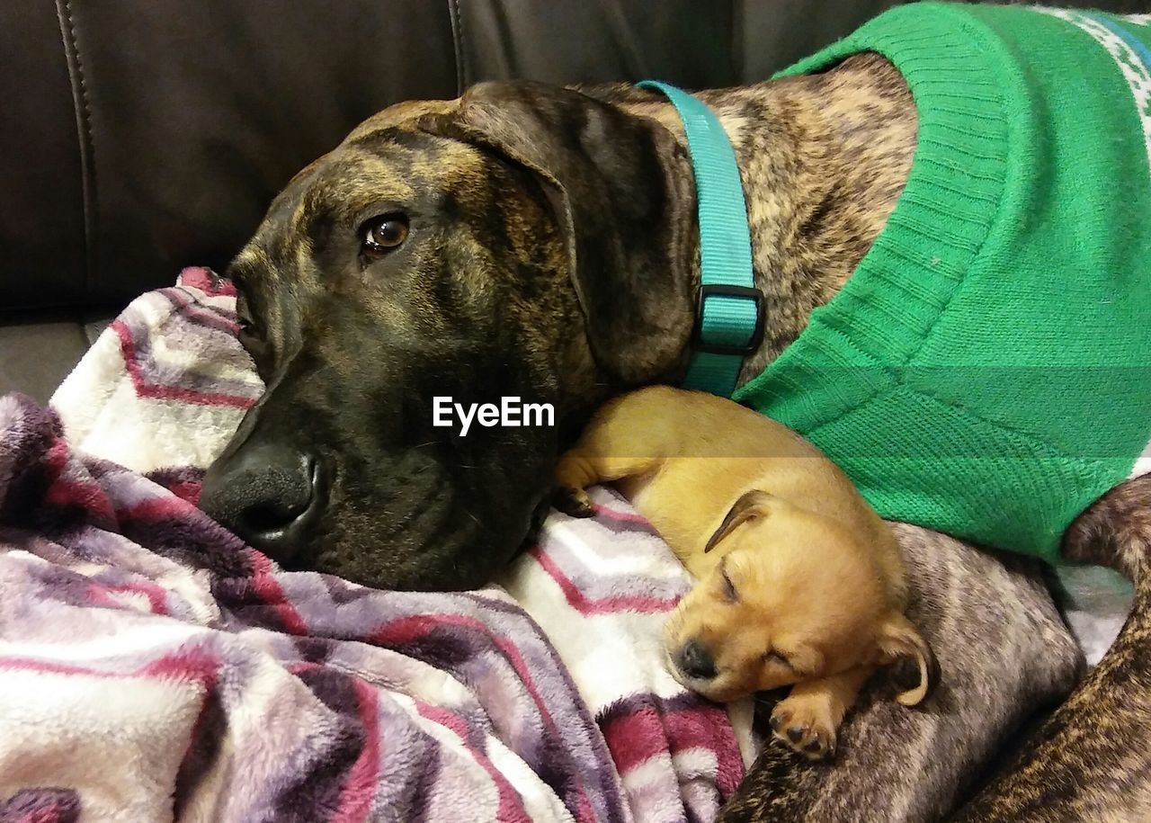 Close-up of dog sleeping on blanket