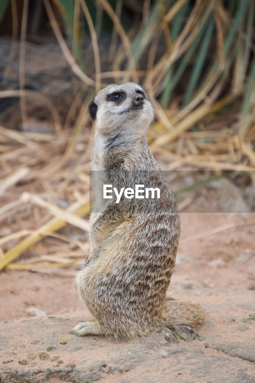 animal themes, animal, meerkat, animal wildlife, wildlife, one animal, mammal, no people, whiskers, alertness, nature, looking, guarding, full length, portrait, standing, outdoors, focus on foreground, land, protection, carnivore, day, looking away, sitting, security