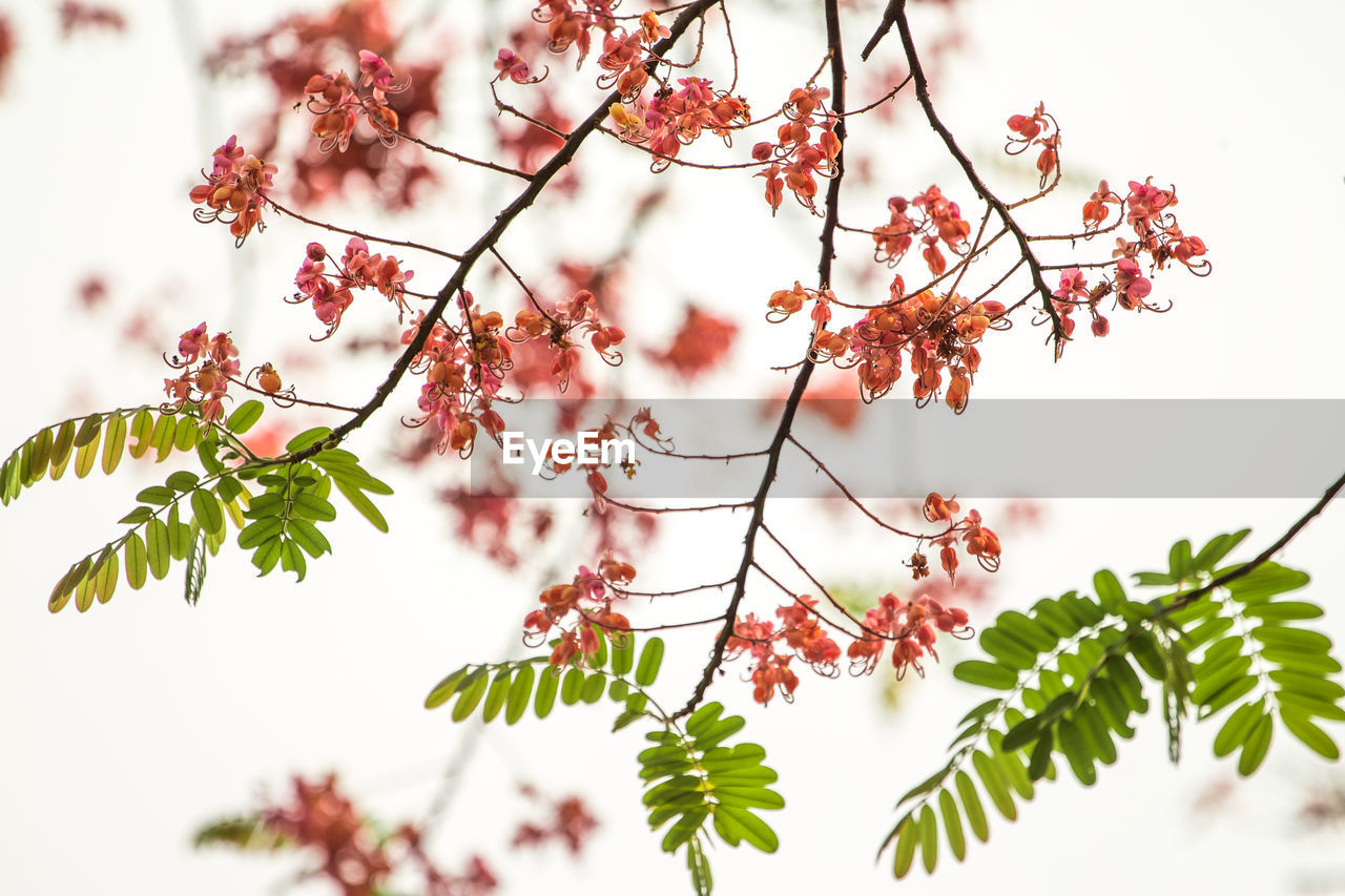 Low angle view of flowering plants on tree