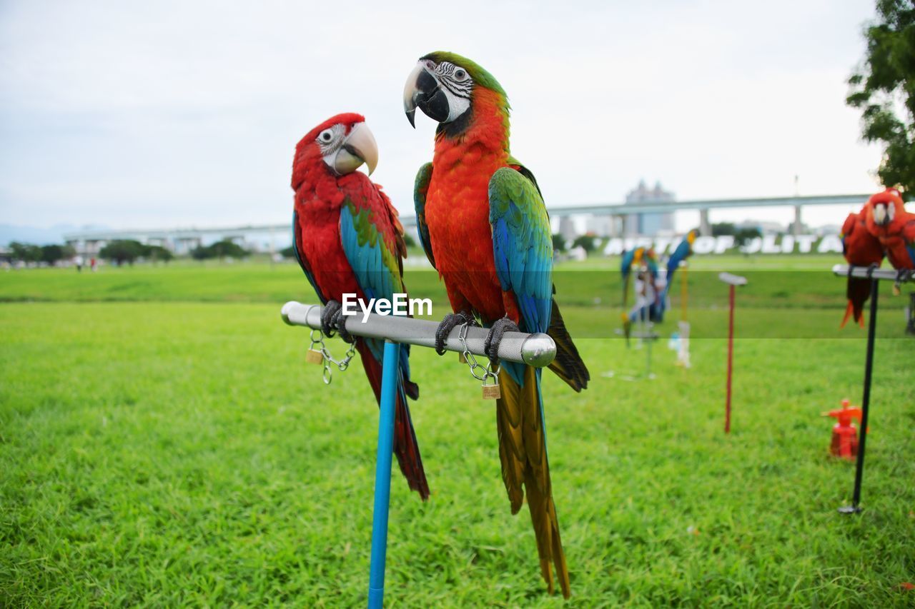 BIRDS PERCHING ON A BIRD