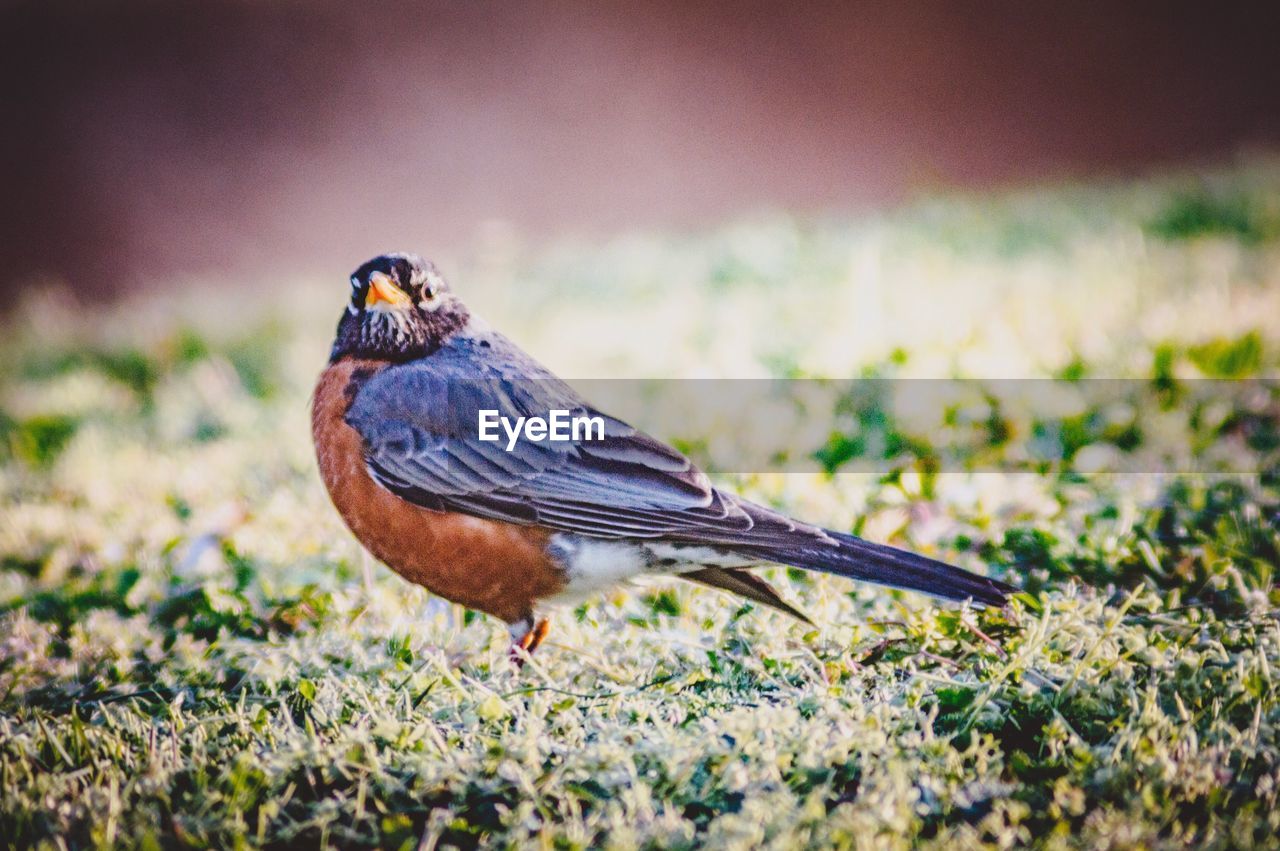 CLOSE-UP OF A BIRD
