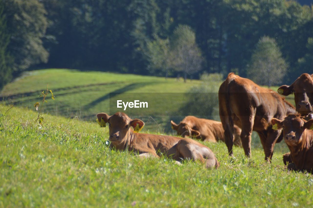 COWS ON LANDSCAPE