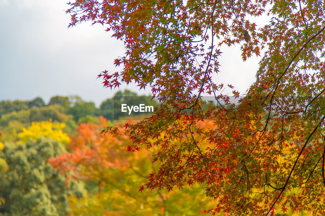 Close-up of autumn leaves on plant against sky