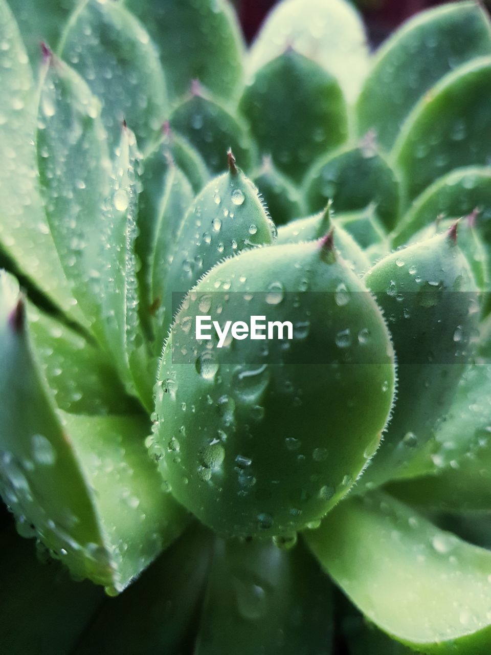 FULL FRAME SHOT OF WET PLANT