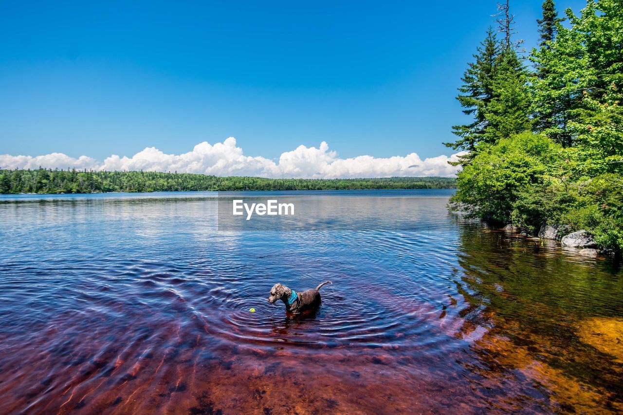 Dog swimming in lake against sky