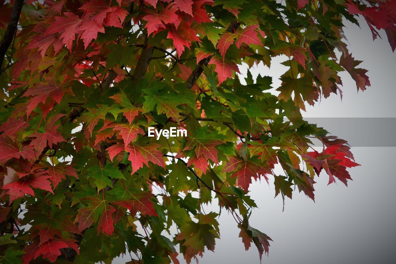 Low angle view of tree