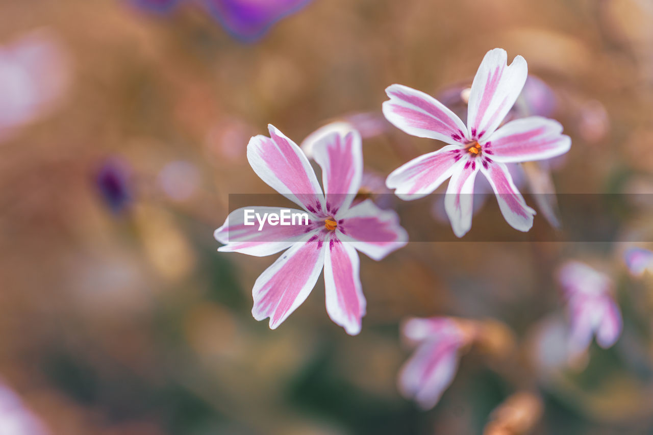 flower, flowering plant, plant, freshness, beauty in nature, blossom, pink, close-up, petal, macro photography, nature, fragility, flower head, focus on foreground, inflorescence, growth, no people, springtime, selective focus, outdoors, purple, wildflower, botany, multi colored, summer, tree, spring, food and drink, medicine, day, food, environment, defocused
