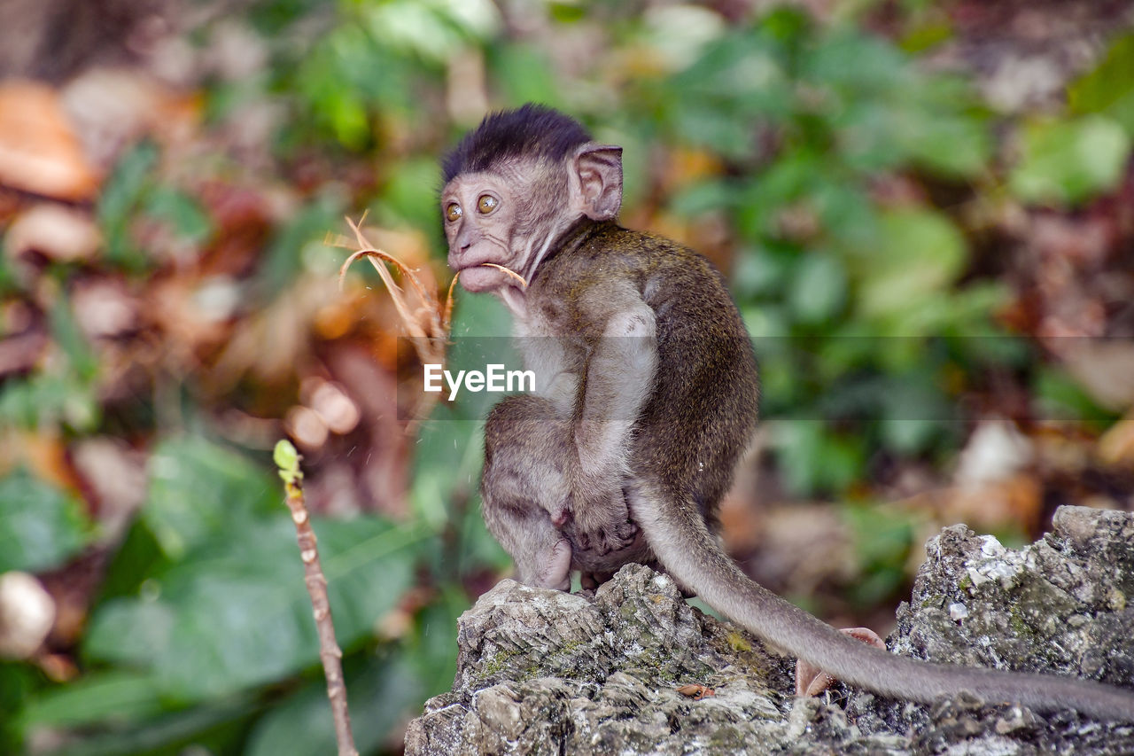 Close-up of monkey sitting on tree