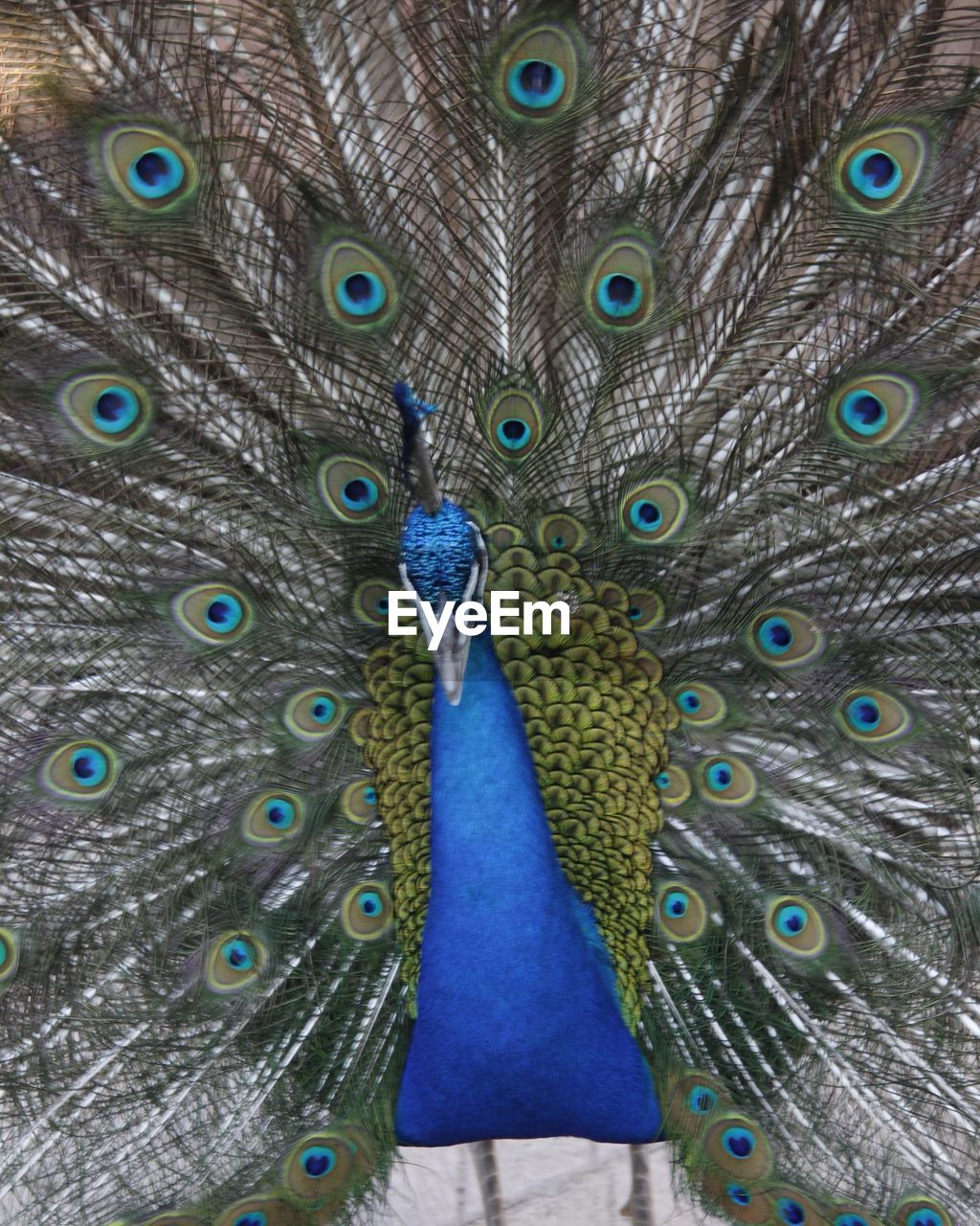 FULL FRAME SHOT OF PEACOCK