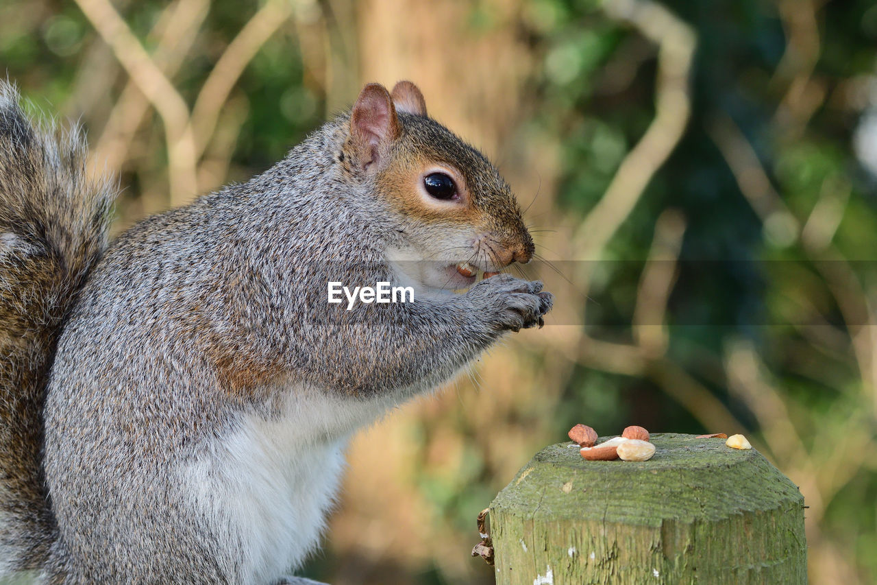 Portrait of a grey squirrel eating a nut while sitting on a fence