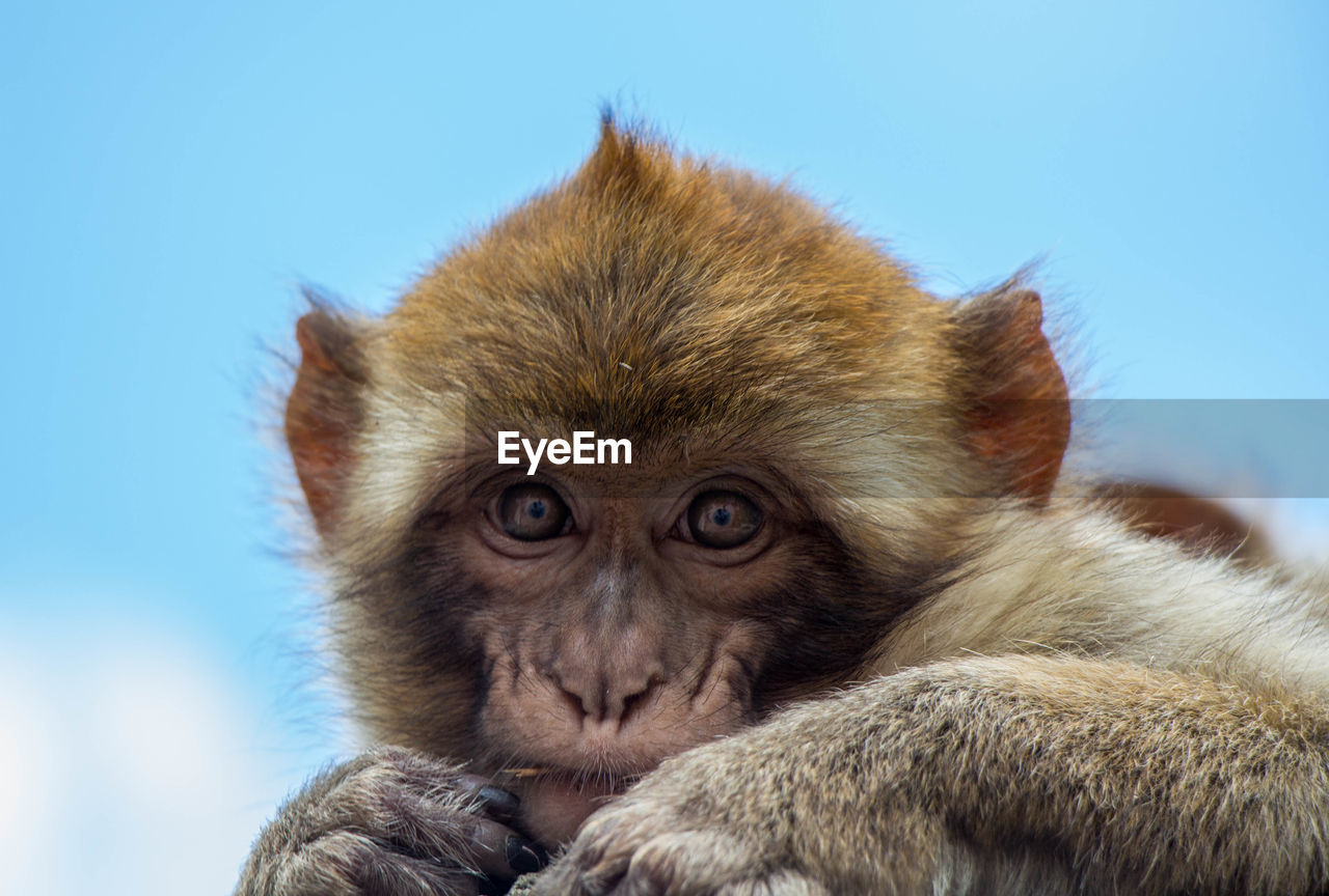 CLOSE-UP PORTRAIT OF MONKEY